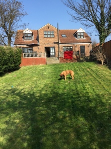 A nice tidy garden for Bessie!